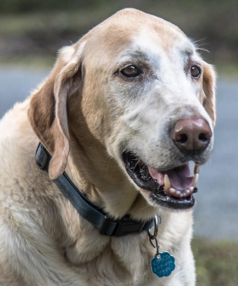 Roscoe Coltrane: The Jazz Titano Who Defined a Generational Voice